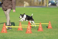 Agility Trixie Hinder set Hopphinder Orange 3-p