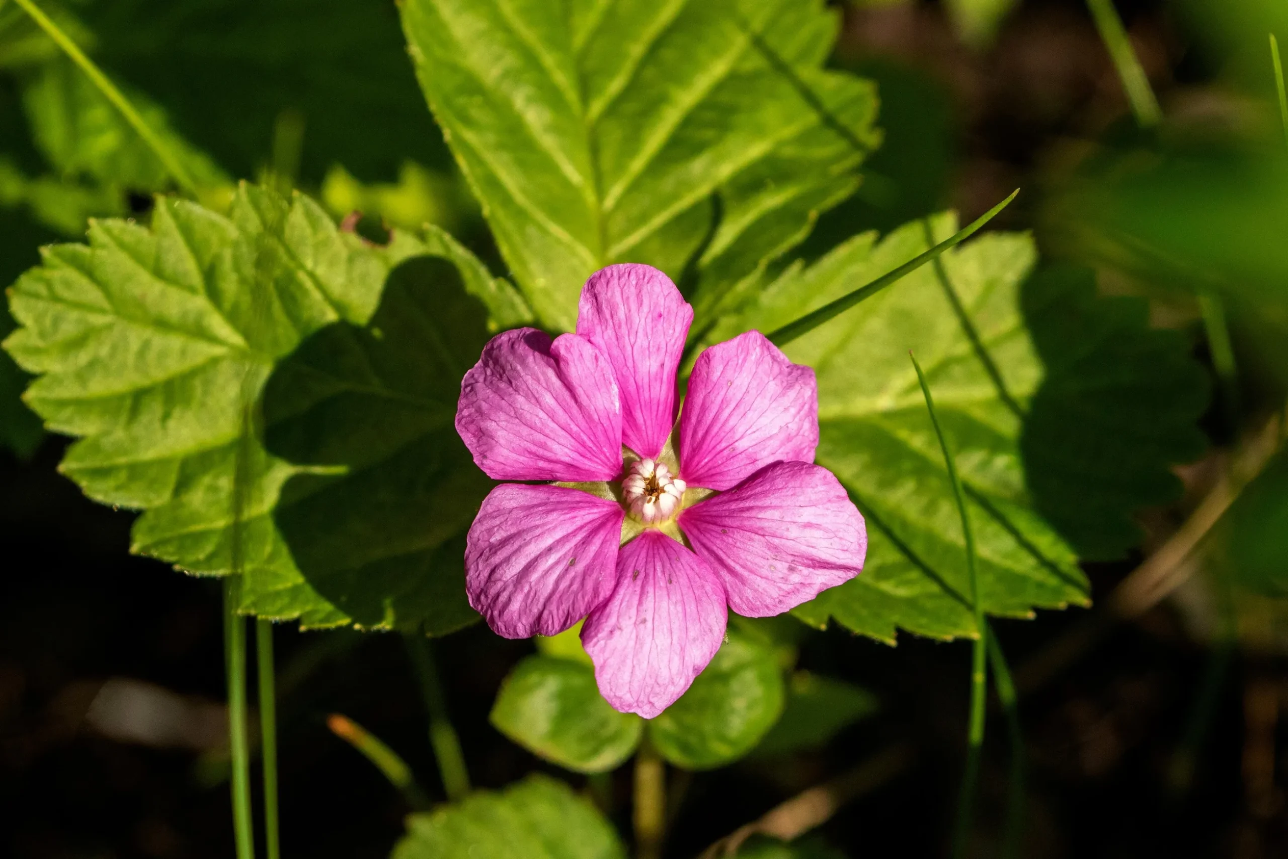 Allåkerbär 'Linda'