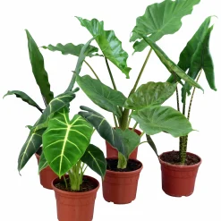 Alocasia Mix 17cm kruka