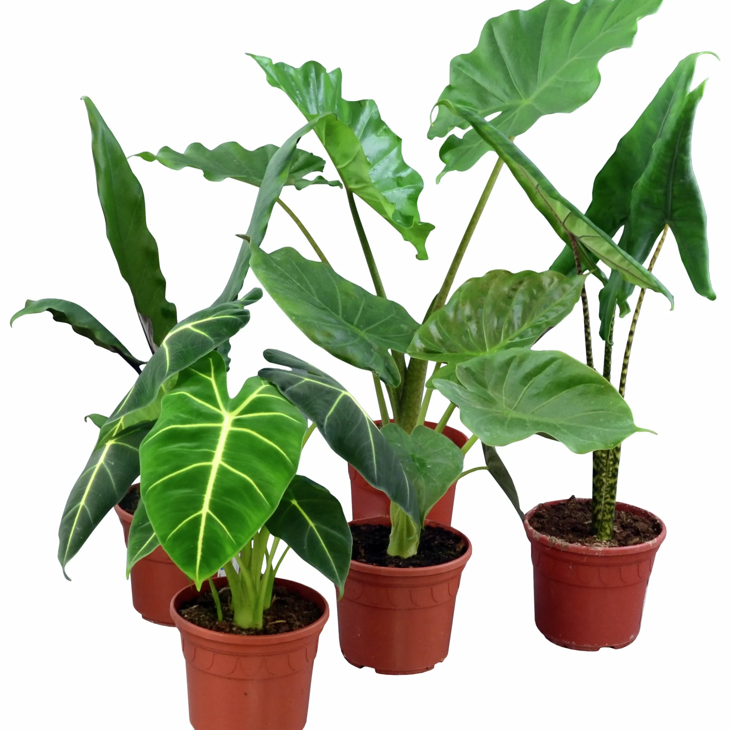 Alocasia Mix 17cm kruka