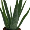 Aloe Vera i 10,5cm kruka