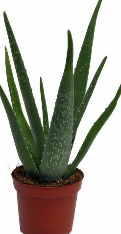 Aloe Vera i 10,5cm kruka