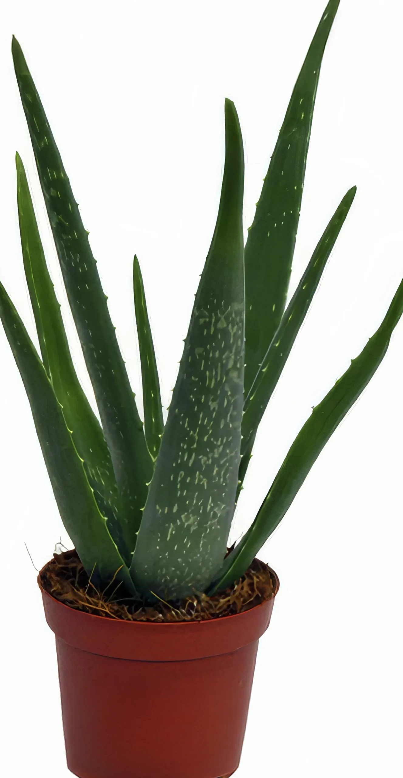 Aloe Vera i 10,5cm kruka