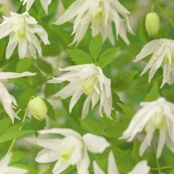 Alpklematis 'Albina Plena'