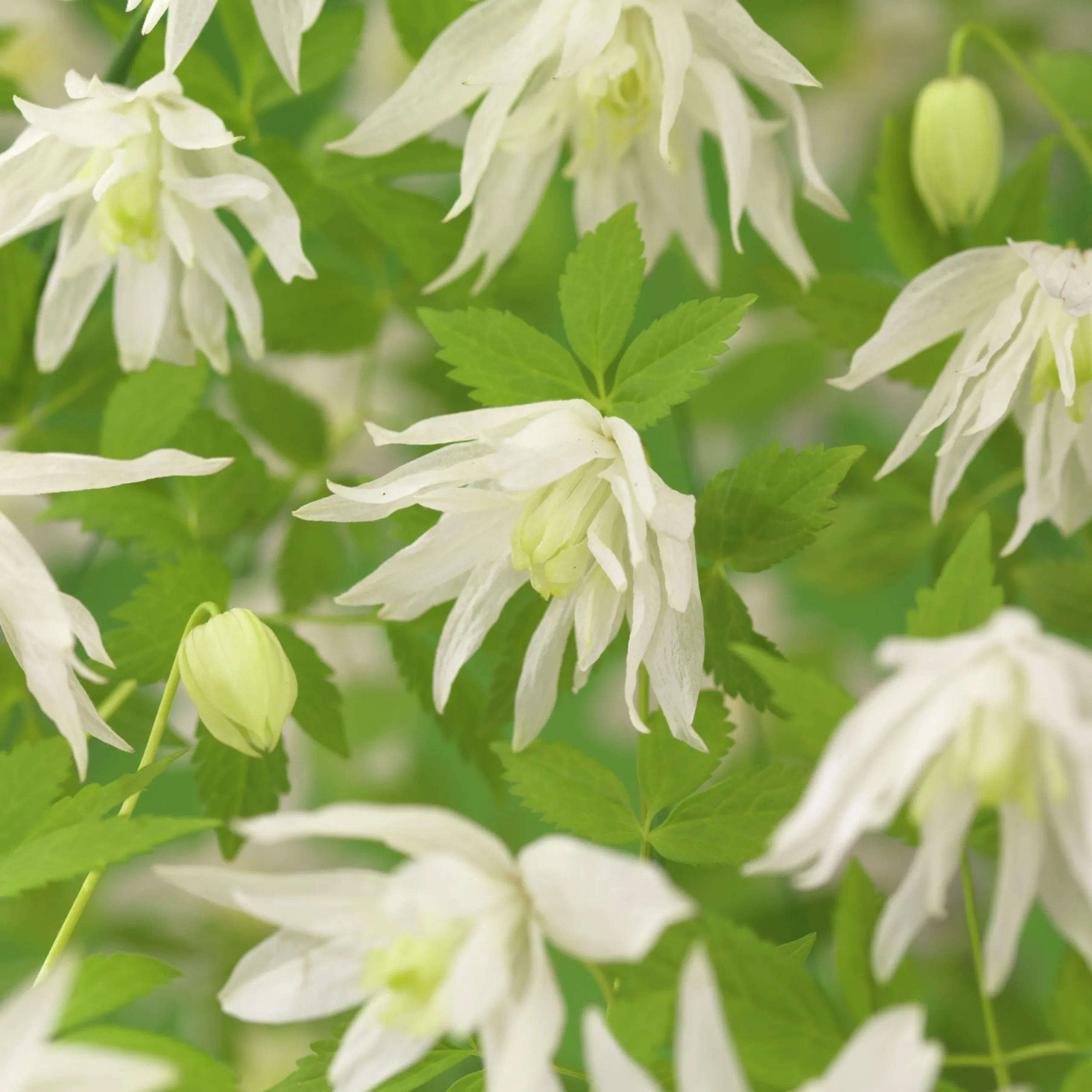 Alpklematis 'Albina Plena'