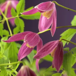 Alpklematis Alpina 'Ruby'