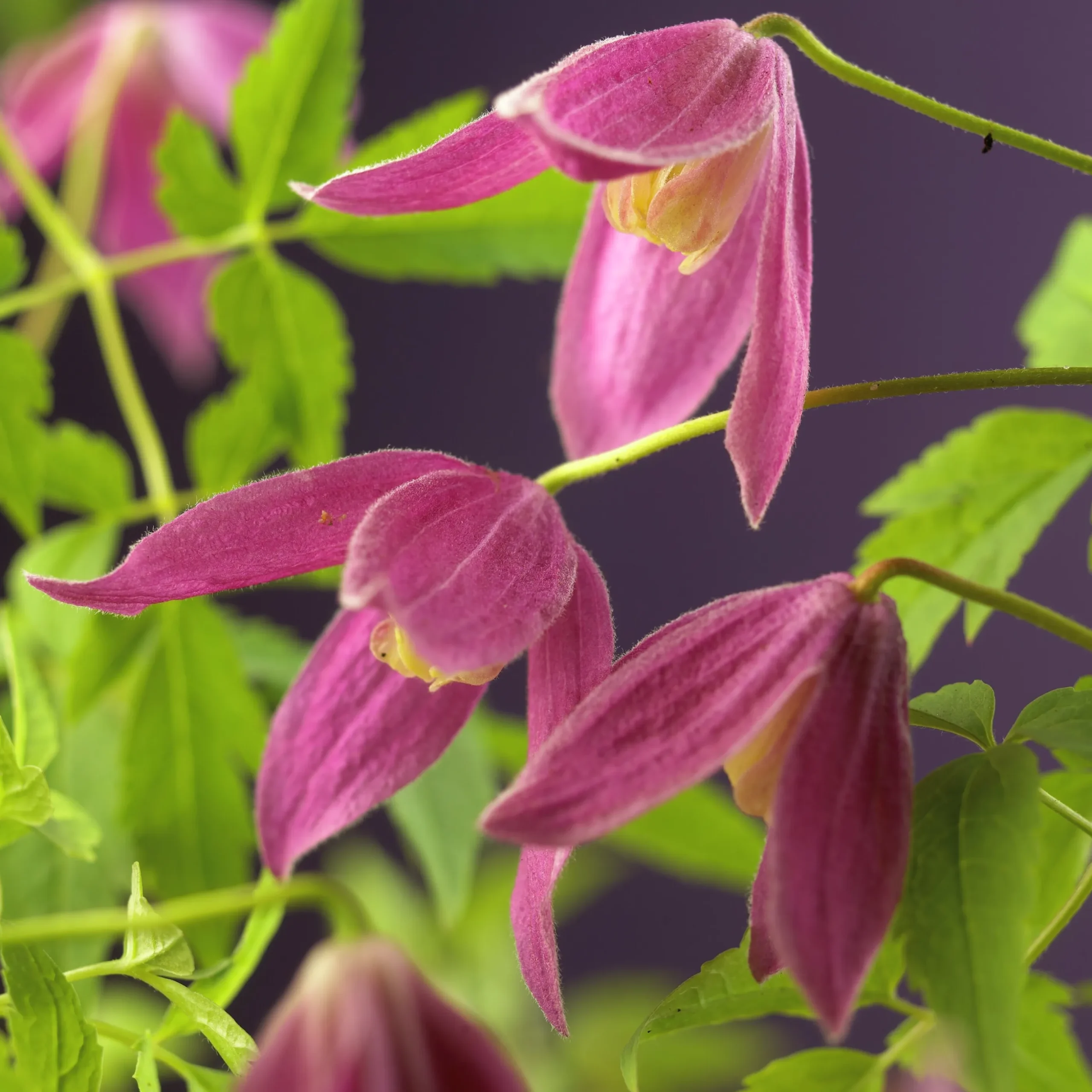 Alpklematis Alpina 'Ruby'