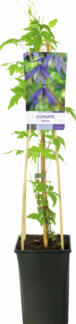 Alpklematis blåviolett