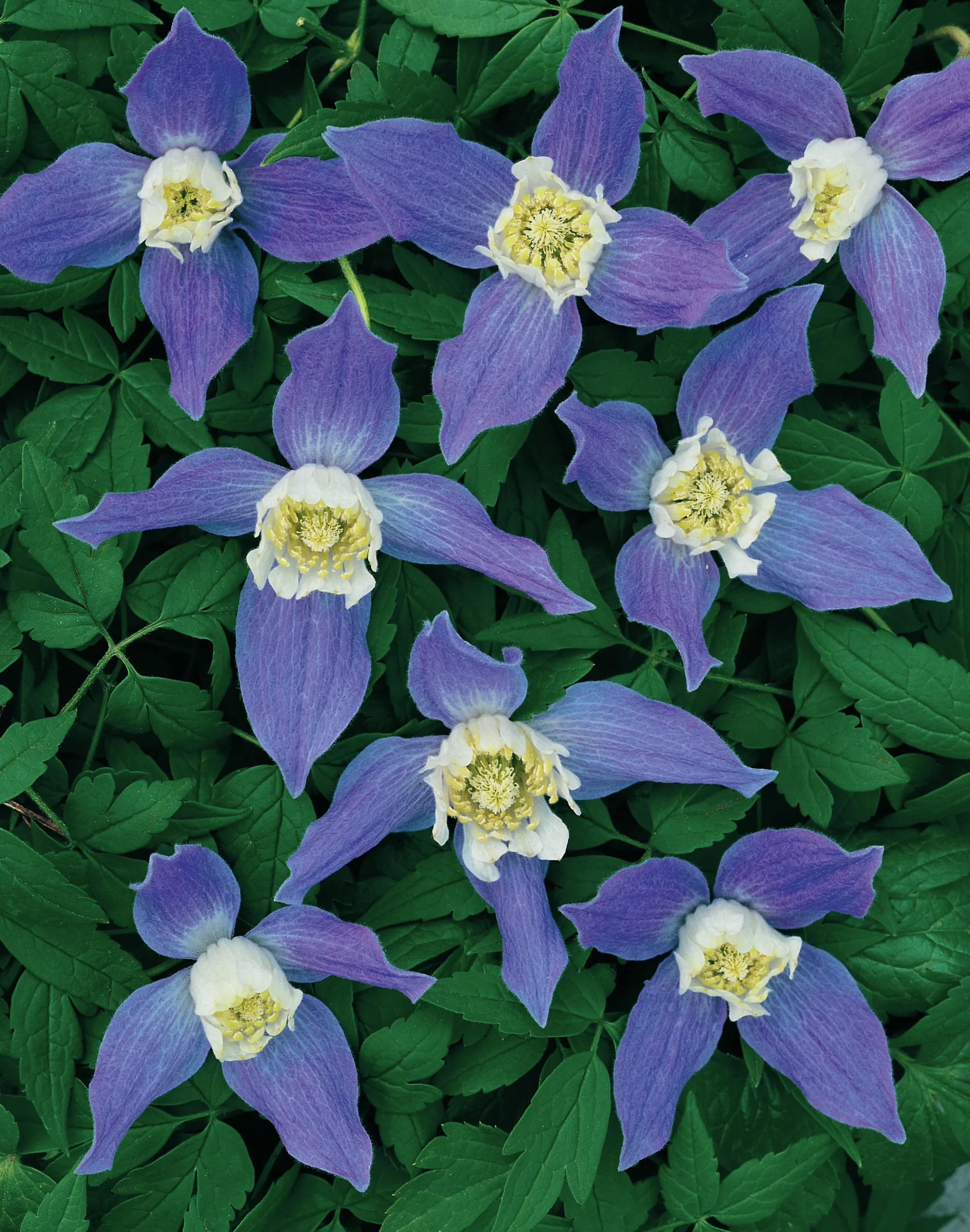 Alpklematis blåviolett