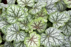 Alunrot 'Green Spice'