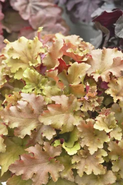 Alunrot 'Marmelade'