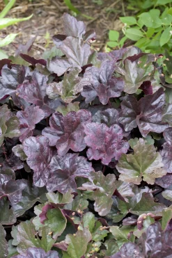 Alunrot 'Obsidian'