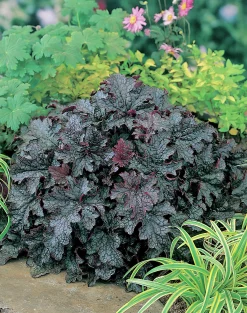 Alunrot 'Plum Pudding'