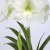 Amaryllislök Nelson Garden Casablanca Jumbo Vit