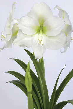Amaryllislök Nelson Garden Casablanca Jumbo Vit