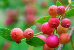 Amerikanskt blåbär 'Pink Lemonade'