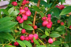 Amerikanskt blåbär 'Pink Lemonade'