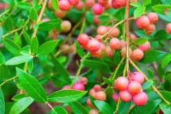 Amerikanskt blåbär 'Pink Lemonade'