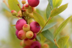 Amerikanskt blåbär 'Pink Lemonade'