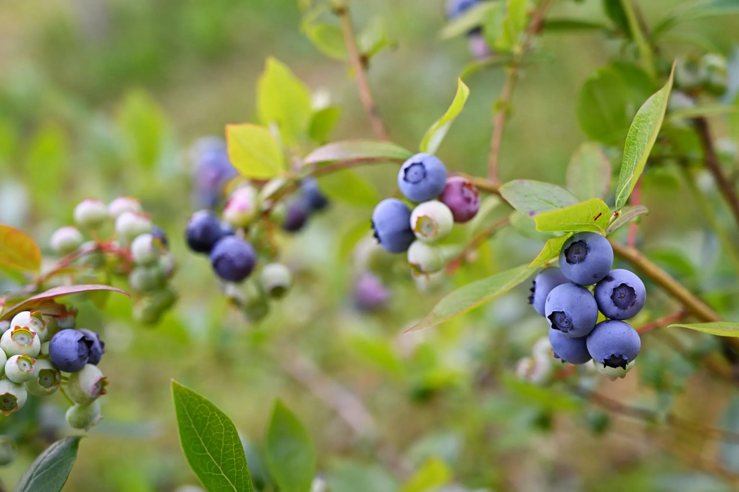 Amerikanskt blåbär 'Roxy Blue'