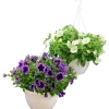 Ampel Blommande Rena sorter