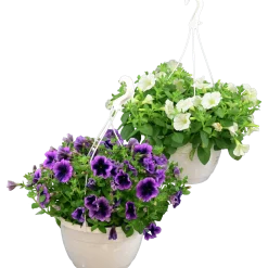 Ampel Blommande Rena sorter