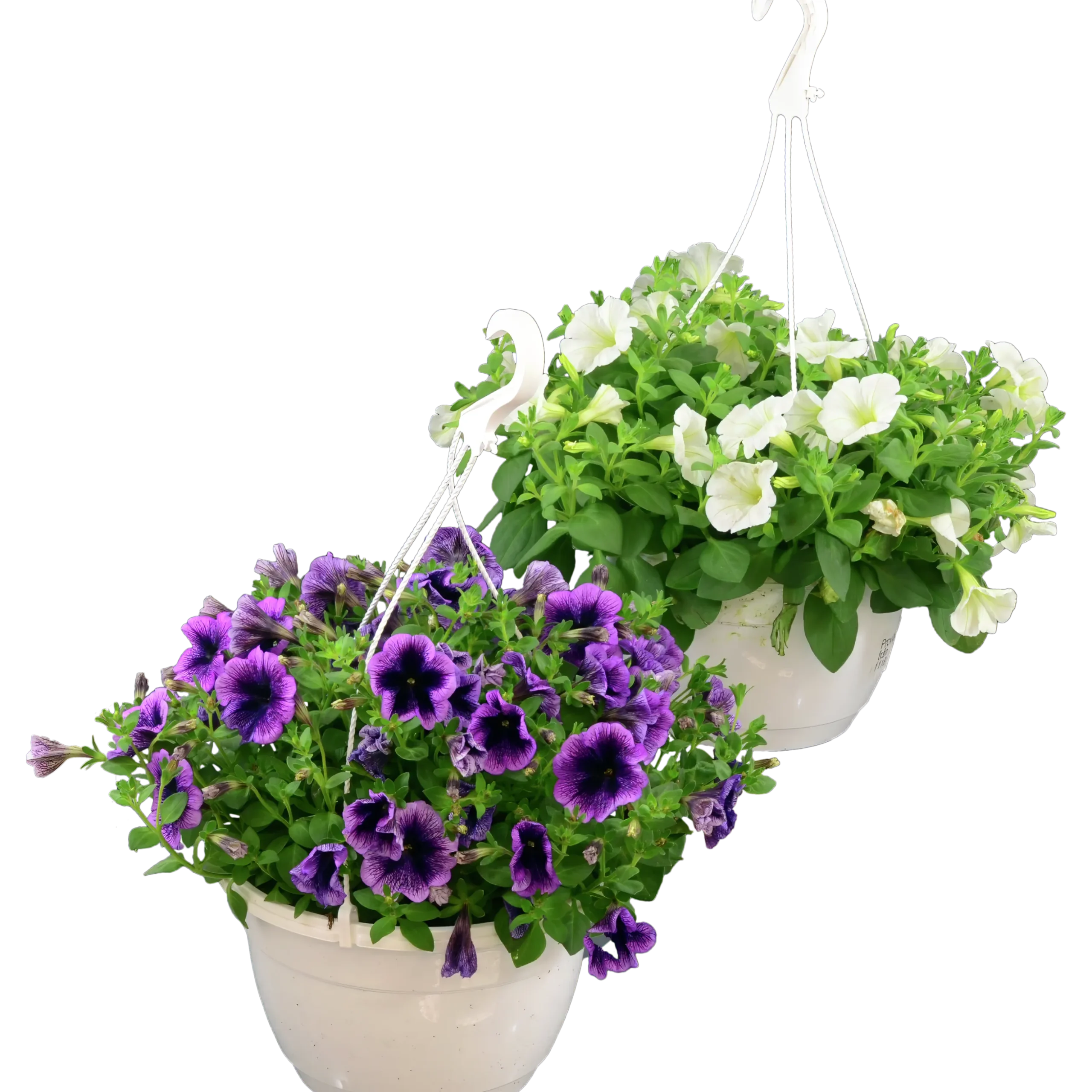 Ampel Blommande Rena sorter