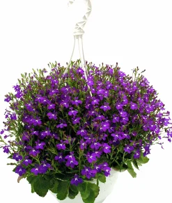 Ampel Blommande Rena sorter