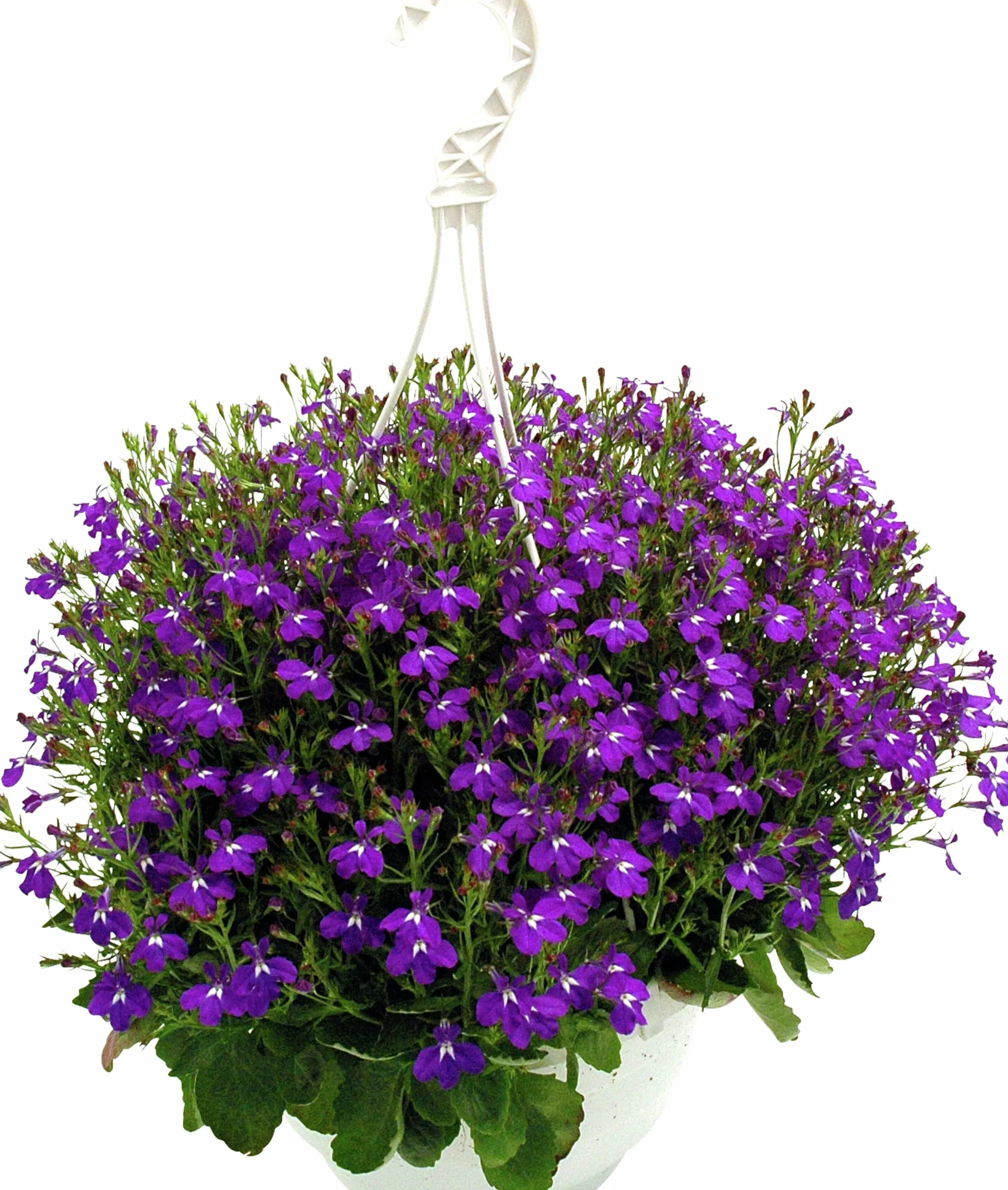 Ampel Blommande Rena sorter