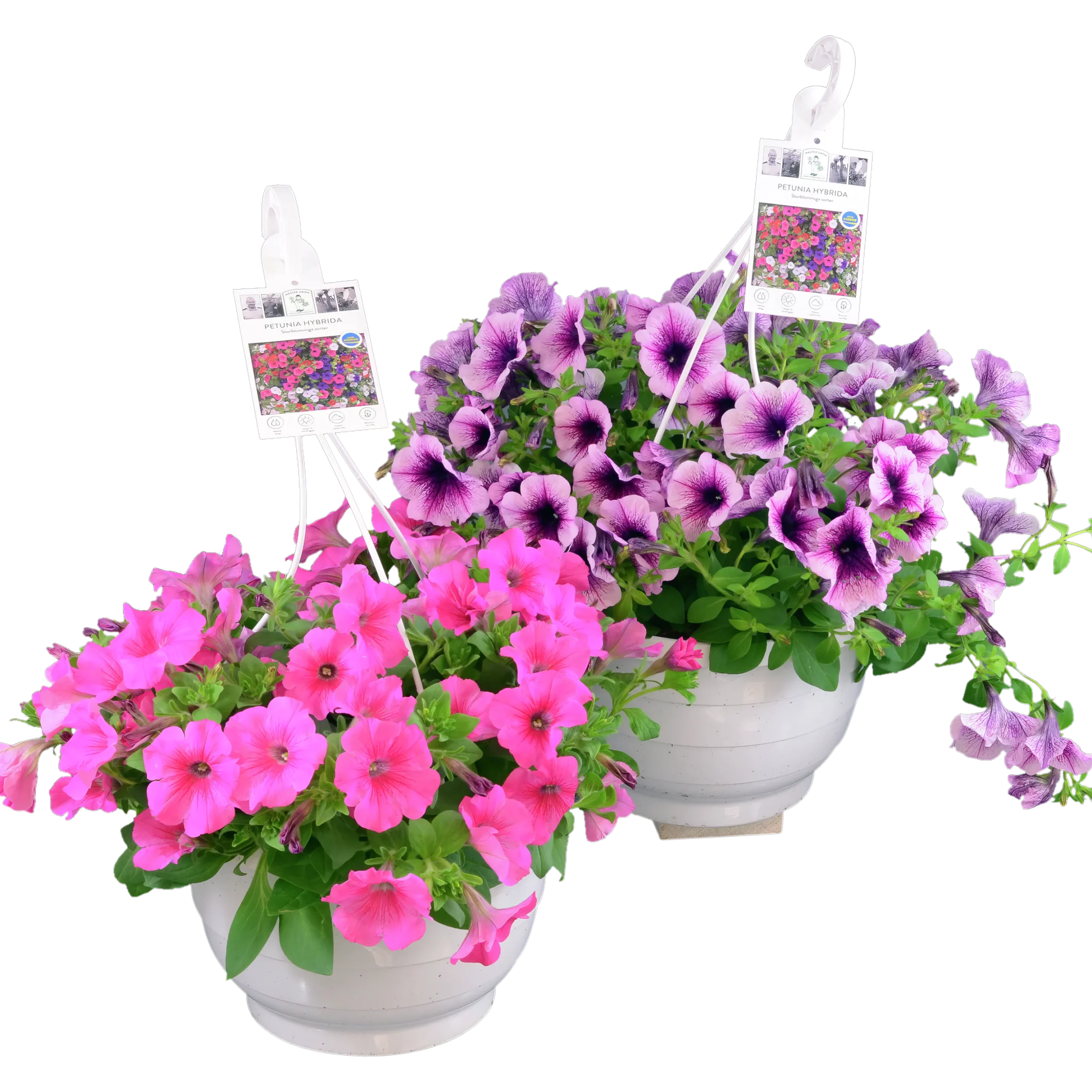 Ampel Blommande Rena sorter