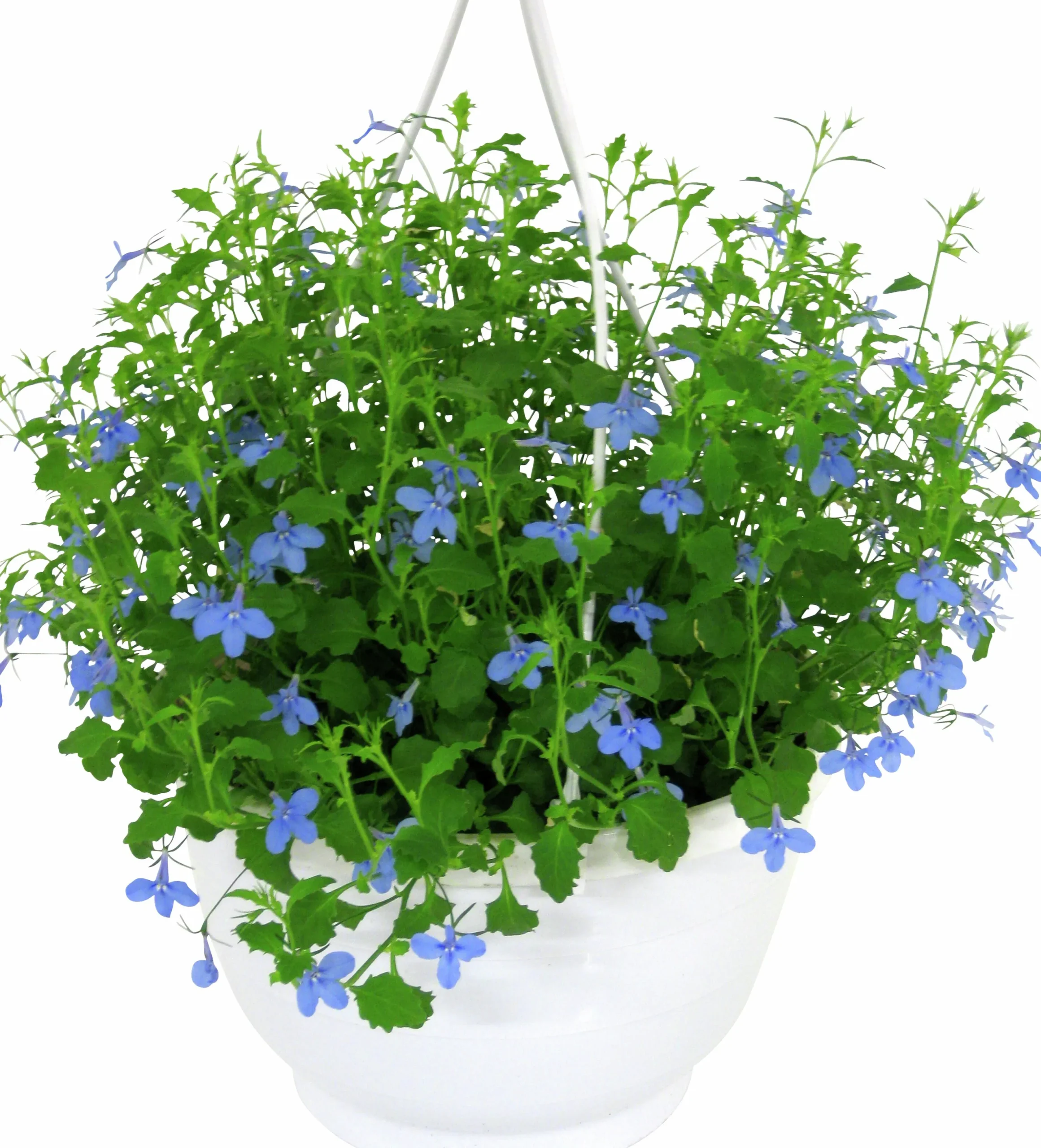 Ampel Blommande Rena sorter