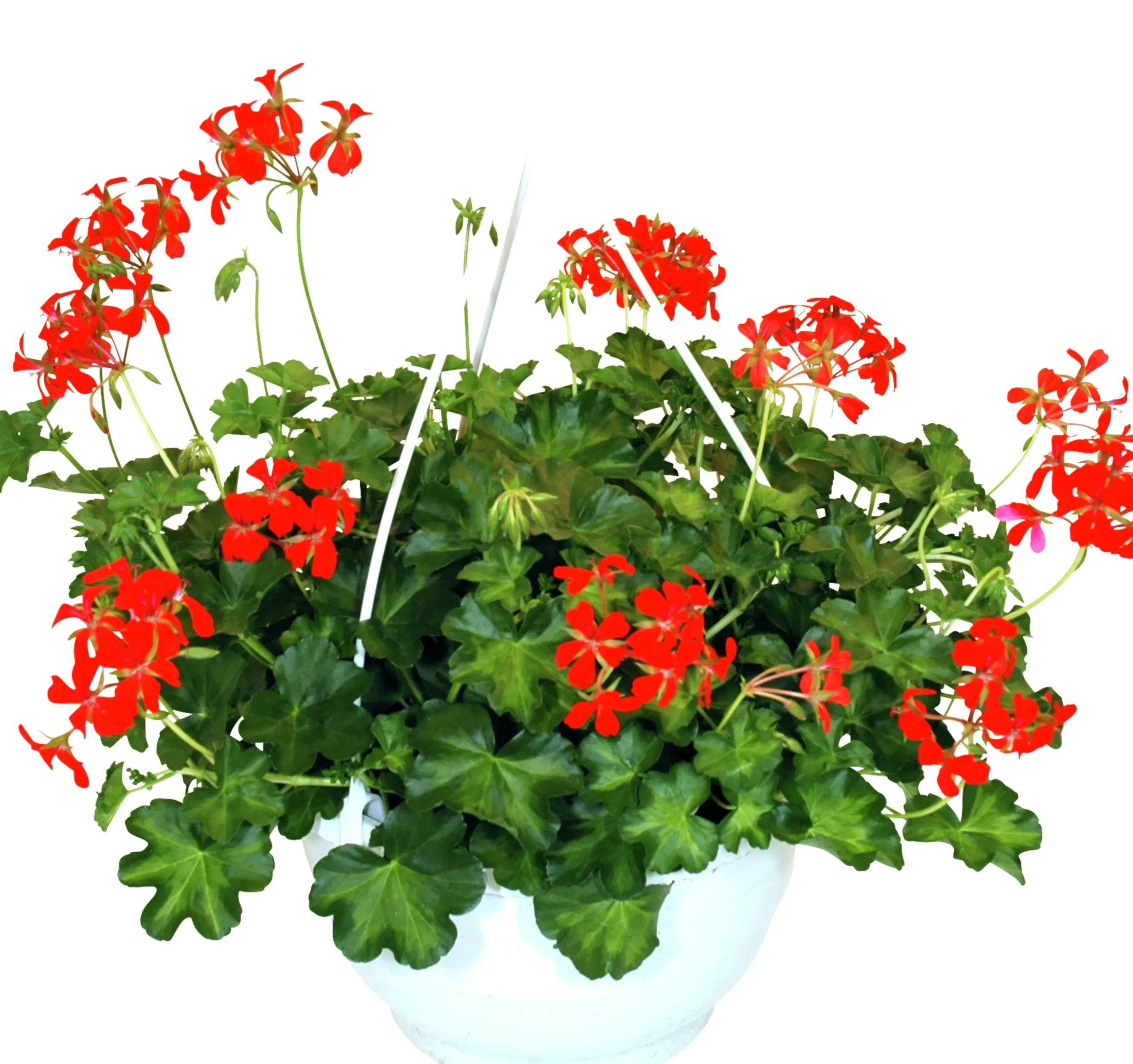 Ampel Blommande Rena sorter