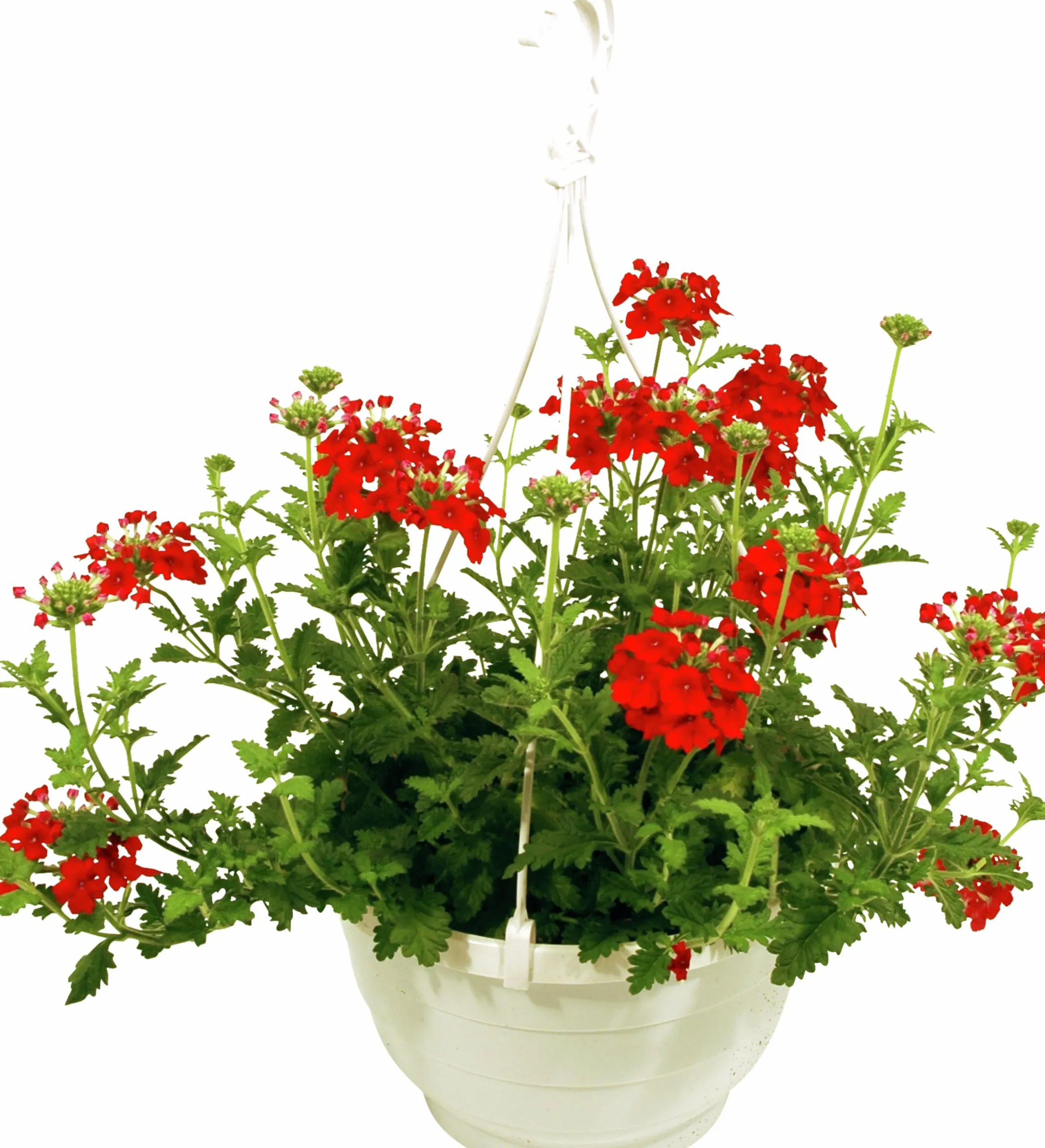 Ampel Blommande Rena sorter