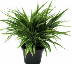 Ampellilja lat. Chlorophytum comosum