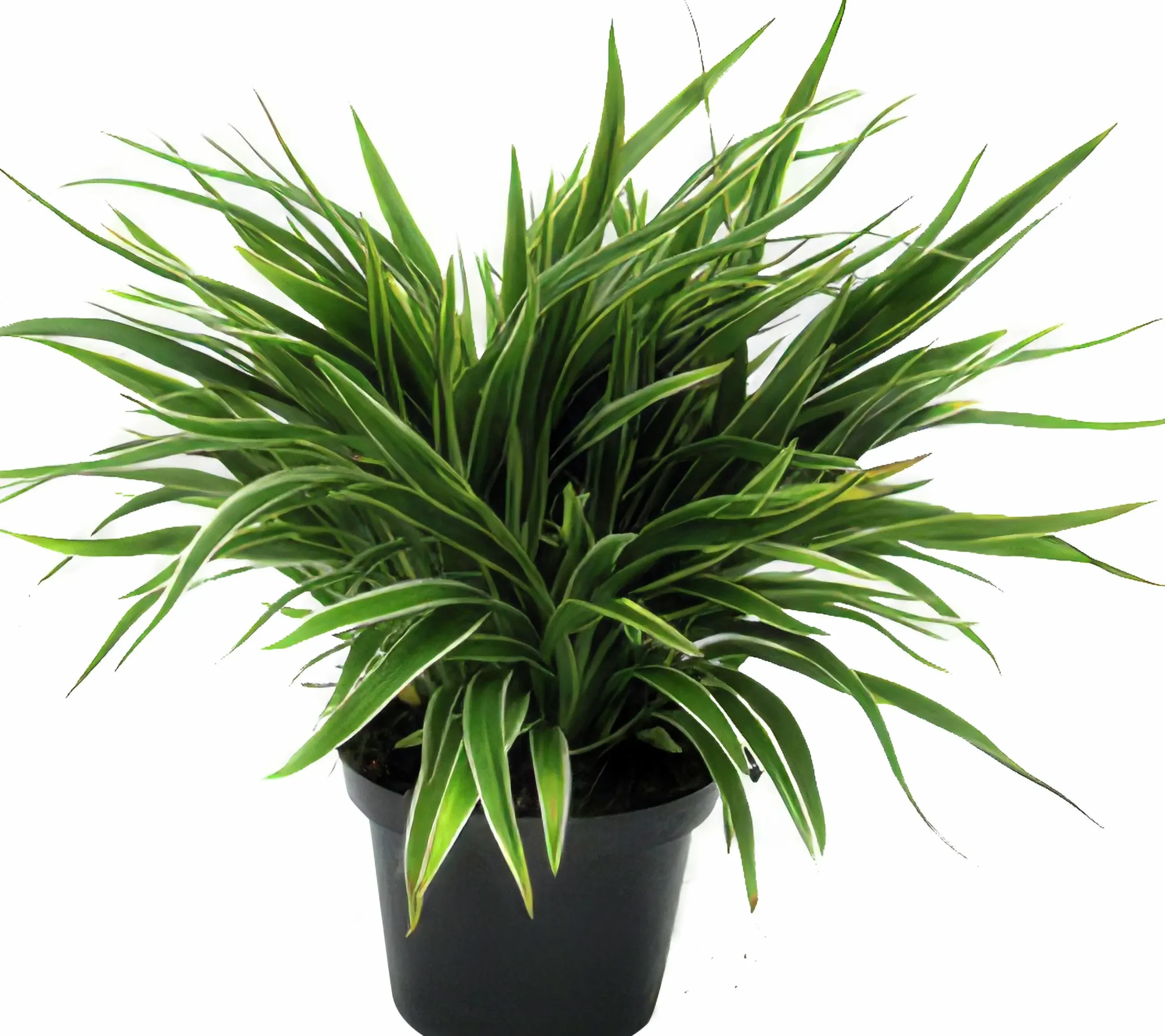 Ampellilja lat. Chlorophytum comosum
