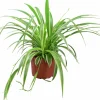 Ampellilja lat. Chlorophytum variegata Vitbrokig 21cm