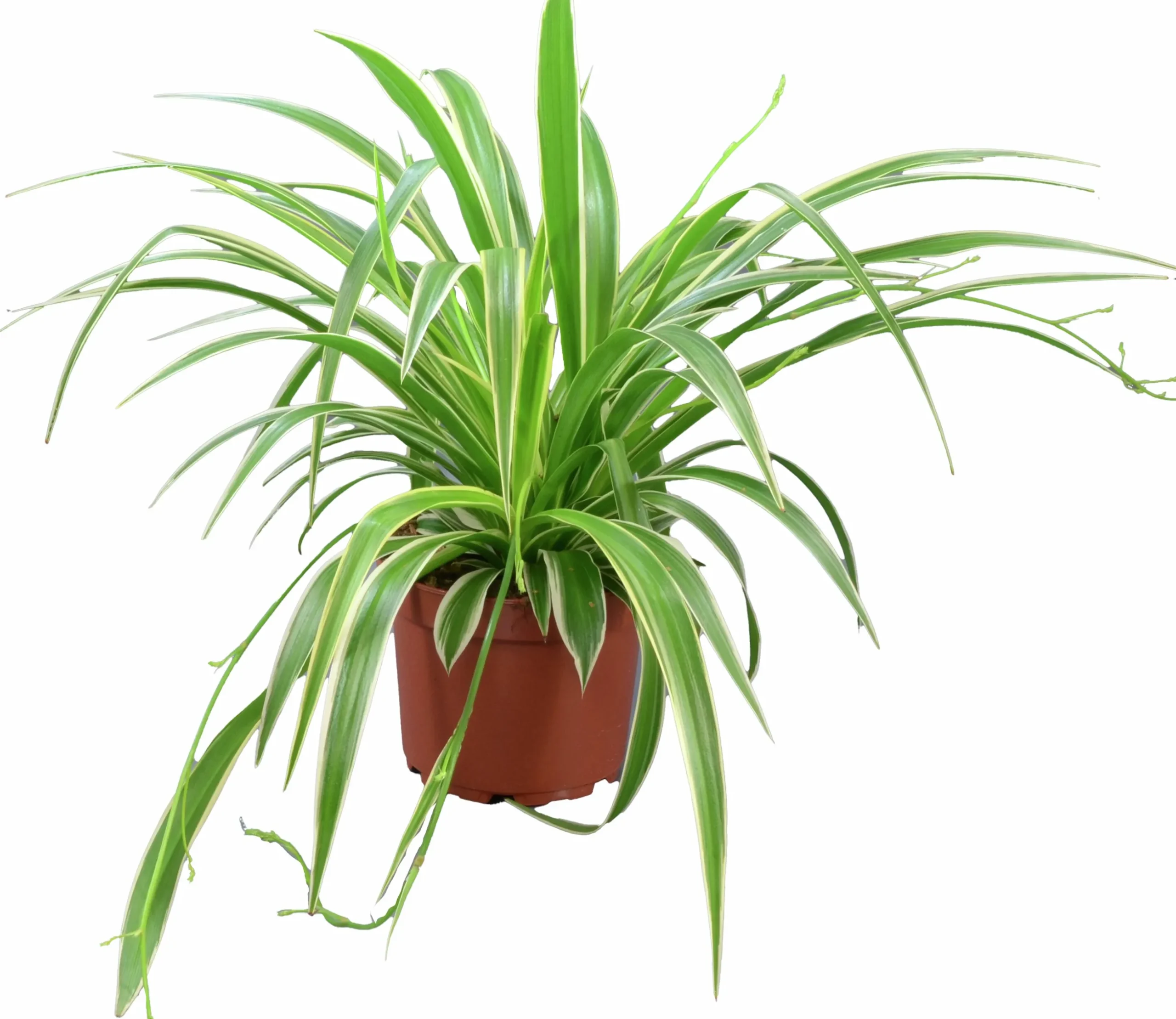 Ampellilja lat. Chlorophytum variegata Vitbrokig 21cm