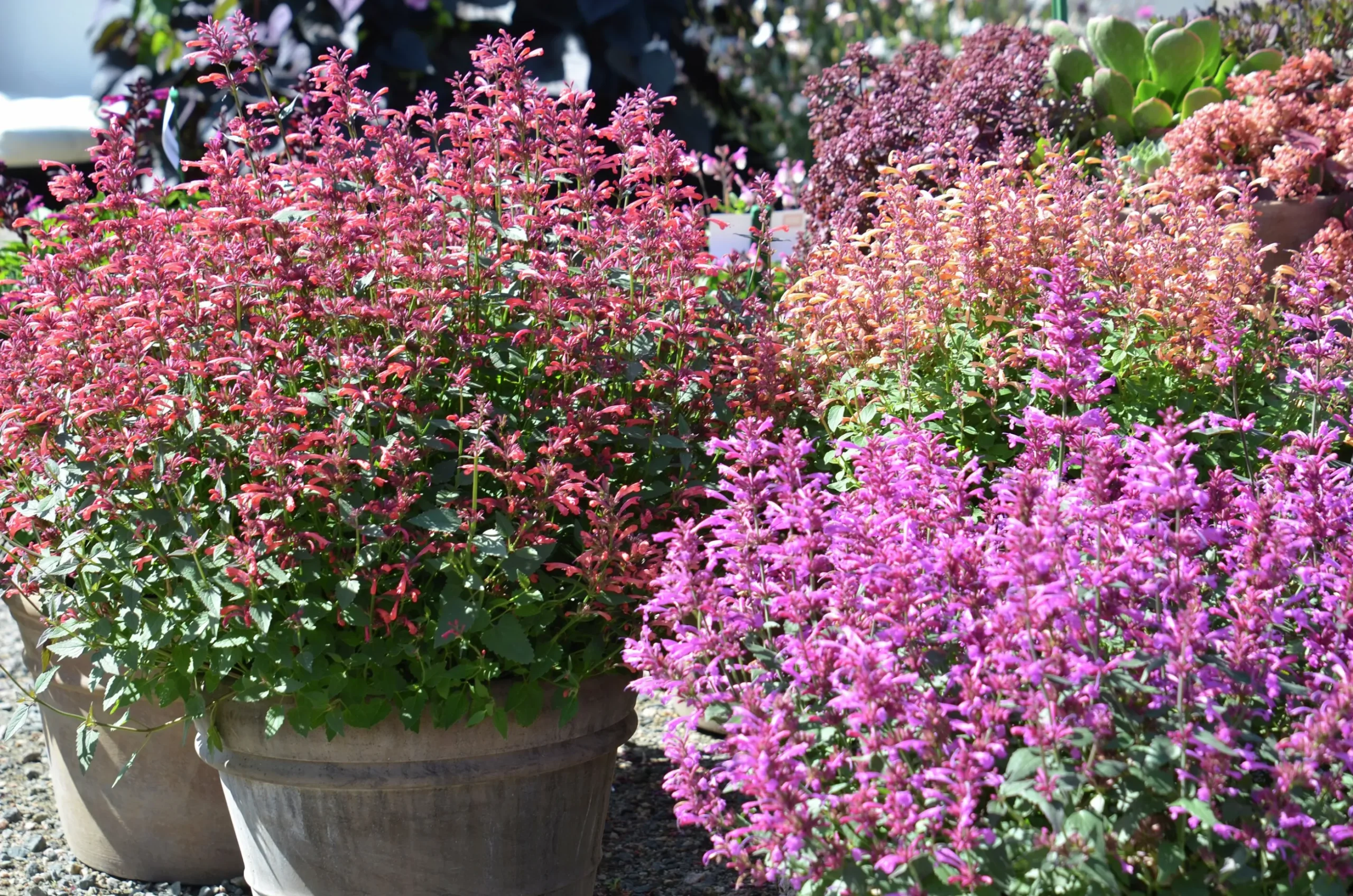 Anisisop/Kolibrimynta Mexikansk Mix 13Cm