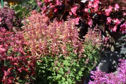 Anisisop/Kolibrimynta Mexikansk Mix 13Cm