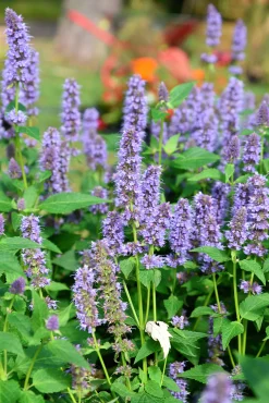 Anisört 'Blue Fortune'