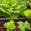 Anläggningsrör Gardena MicroDrip 1/2" 50m