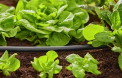 Anläggningsrör Gardena MicroDrip 1/2" 50m