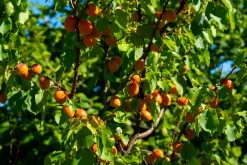 Aprikos 'Hargrand'