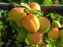 Aprikos 'Hargrand'