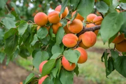 Aprikos 'Orangered' Krukodlad