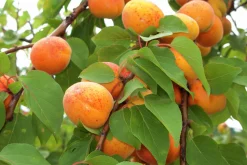 Aprikos 'Orangered' Krukodlad