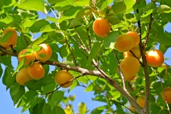 Aprikos 'Tros Oranje' Krukodlad