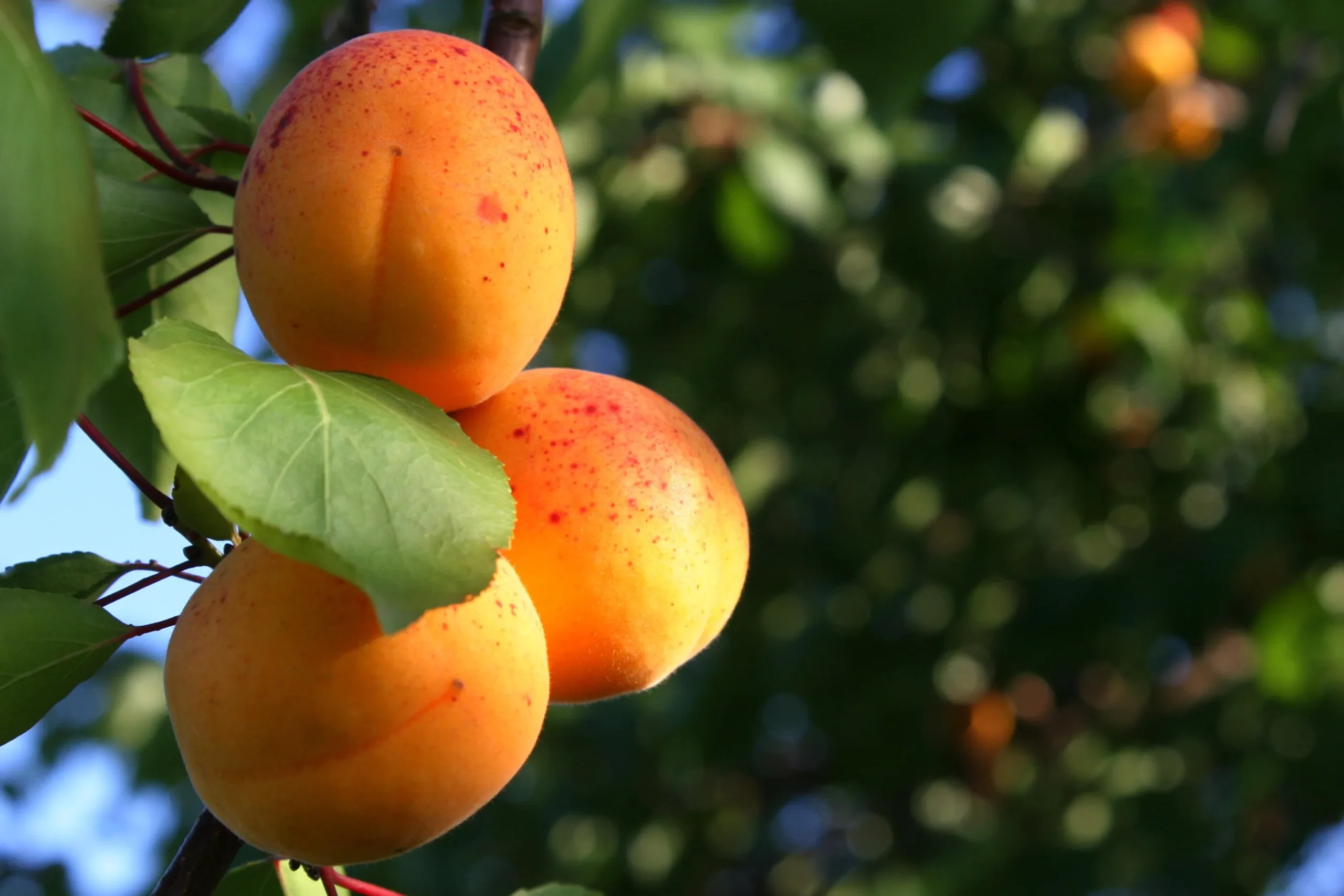 Aprikos 'Tros Oranje' Krukodlad