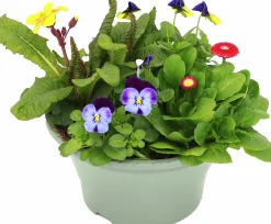Arrangemang Vårväxter "Spring Break" 23cm