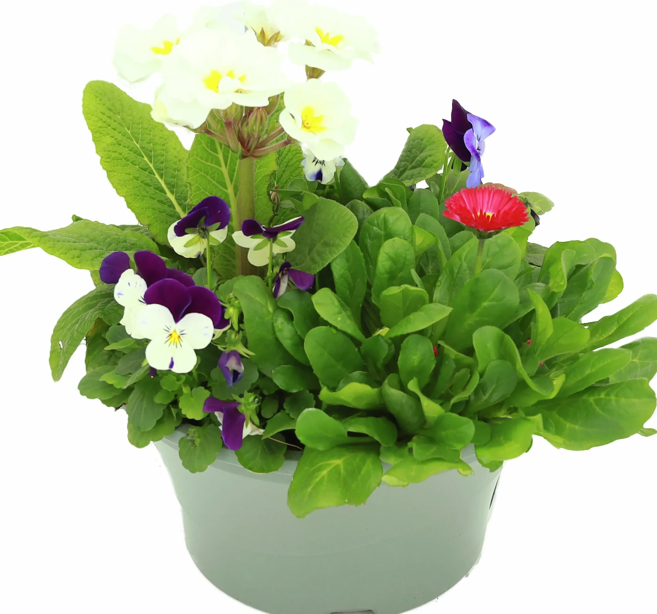 Arrangemang Vårväxter "Spring Break" 23cm